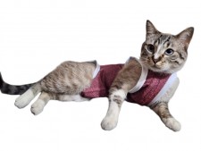 Roupa Pós-Cirúrgica para Felinos e Cães Magros Roupa Pós-Cirúrgica para Felinos e Cães Magros